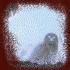 Stuck In Reality - Snowy Owl