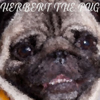 Herbert the pug