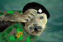 Bearded Seal Project