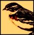 Petri Ranta - Faulty Mechanical Sparrow