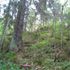 huopatossu mononen - metsä-ässä metsässä (FOREST LIVE 2002)