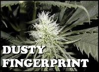 Dusty Fingerprint