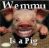 Timo N' SamSam Featuring Daniel - Wemmu is a Pig