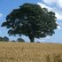 Window Jamb - Oak Tree