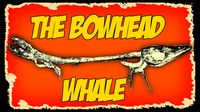 The Bowhead Whale