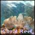 Uplink - Coral Reef