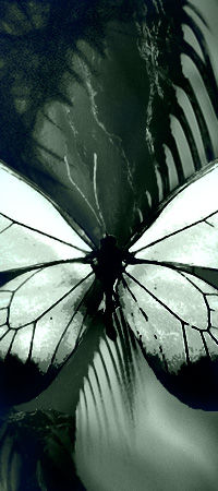 Butterfly Apocalypse