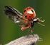 Oneplay - Ladybird