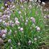 Karsserihuoneisto - Allium Schoenoprasum