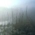 Swamp Intention - Misty Landscape