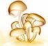 nyt on kala - sienet sienet