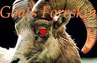 Goats foreskin