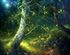 Xenopus - Magic Forest