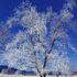 P. Virta - The Great arctic Tree