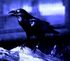 Miira - Where Ravens Cry