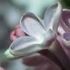 Celestial Aeon Project - Cherry Blossom
