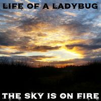 Life of A Ladybug