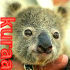 Tsoni & Nuhaset koalat - Utuiset kastepisarat onkaloissa
