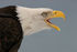Parhaat Mestarit/The Ultimate Champions - ,Sight of an eagle,