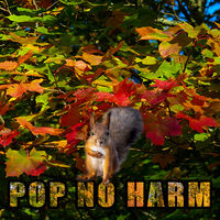 Pop No Harm